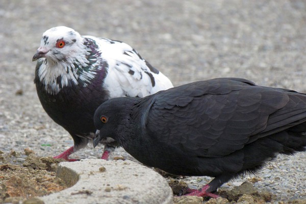 two pigeons get their lunch