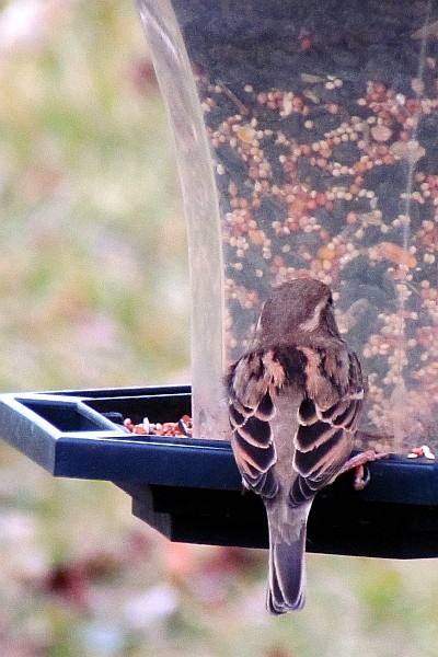 Female House Sparrow