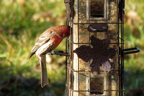 Male House Finch