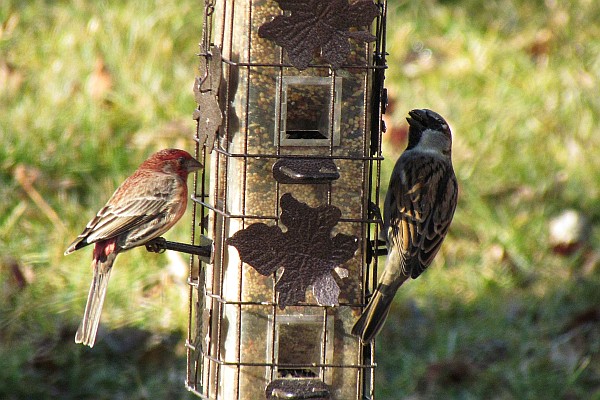 Male House Finch and Male House Sparrow