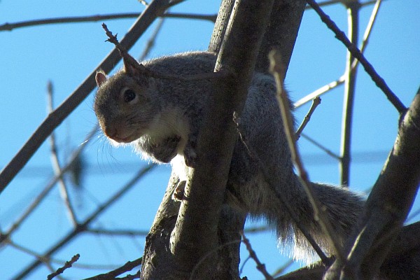 Squirrel in a Tree