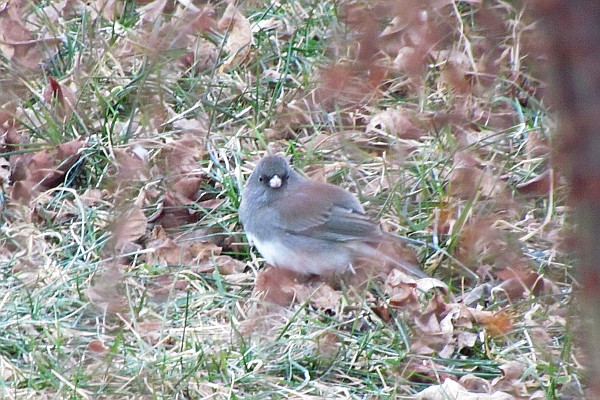 Junco