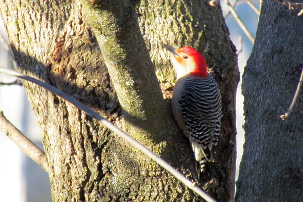 Male Red-bellied Woodpecker