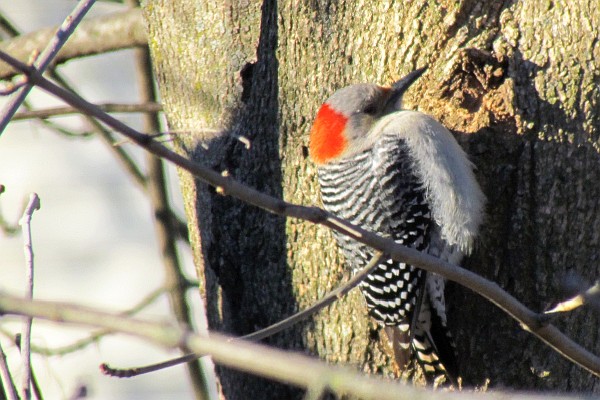 Female Red-bellied Woodpecker