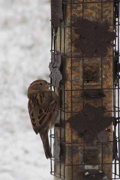 Female House Finch