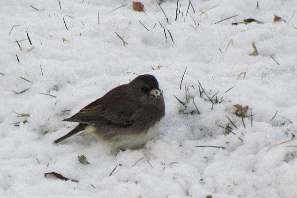 Junco