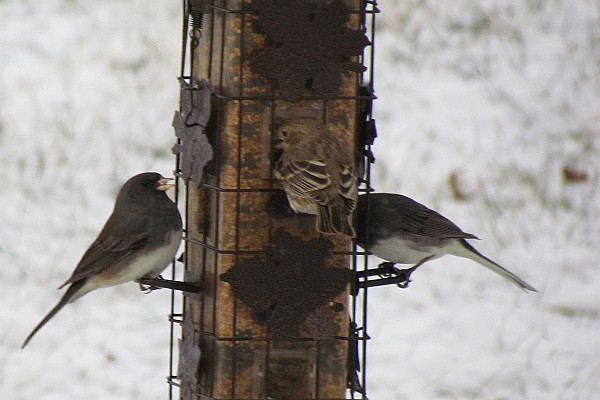 Junco, Purple Finch, Junco