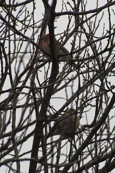 Purple Finches