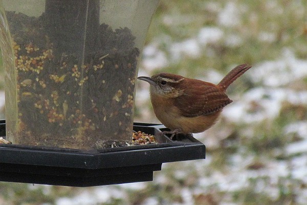 Carolina Wren