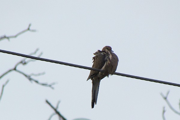 Mourning Dove on electric wire