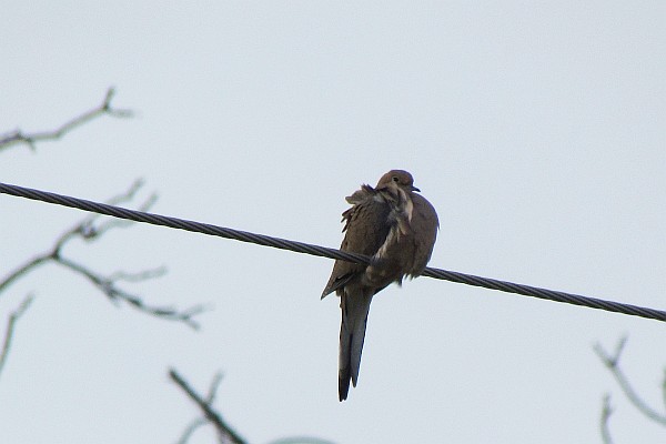 Mourning Dove with ruffled feathers for warmth