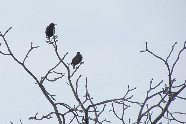 Starlings in a tree