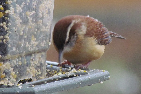 Carolina Wren