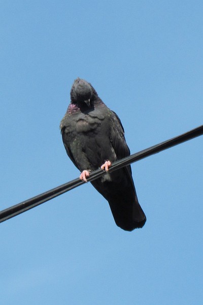 a pigeon tucks in its head or preens itself