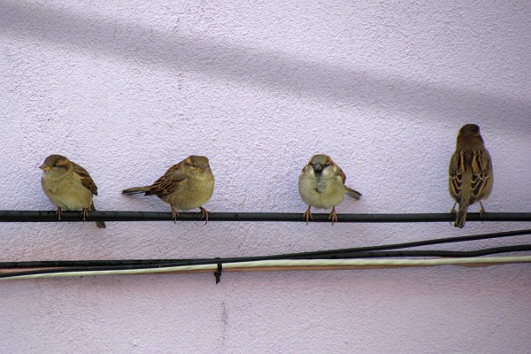 a line of house sparrows on an electrical wire