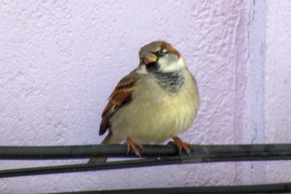 close-up of one of the house sparrows