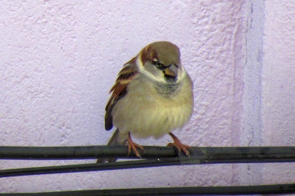 another house sparrow on the wire