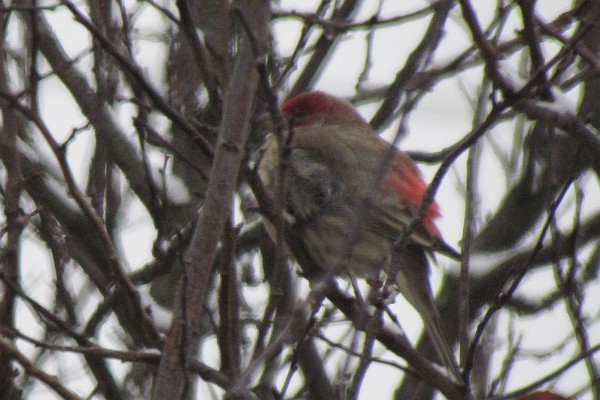 House Finch with ruffled feathers