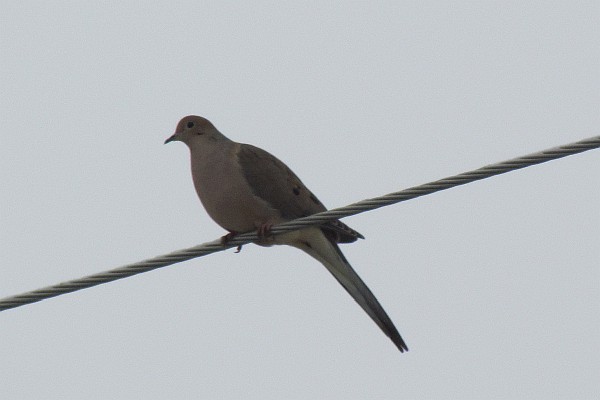 Mourning Dove on electrical wire unruffled