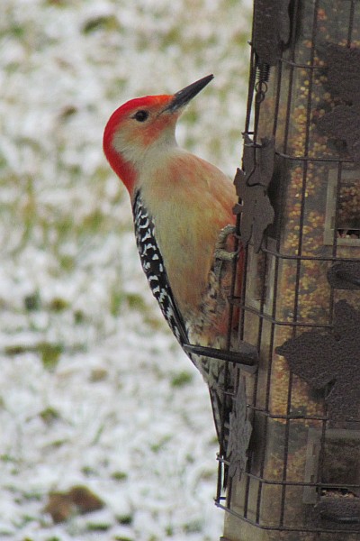 Male Red-bellied Woodpecker