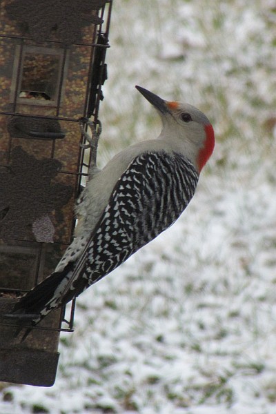 Female Red-bellied Woodpecker