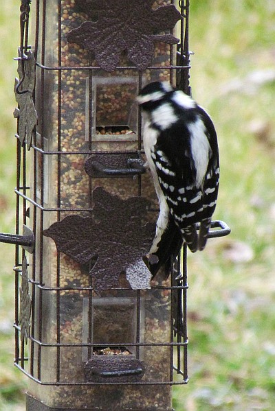 Female Downy Woodpecker