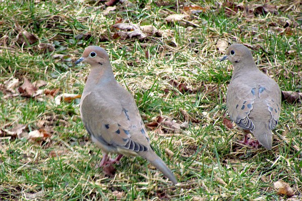 two Mourning Doves