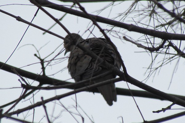 Mourning Dove with ruffled feathers in a tree