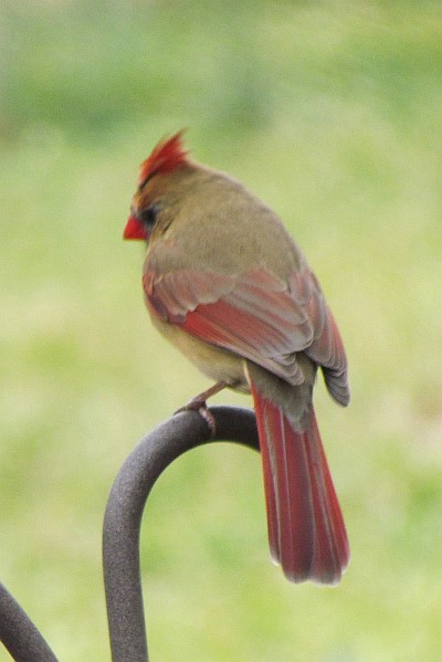 Female Cardinal