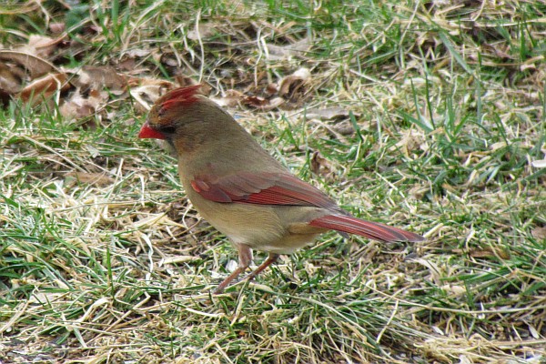 Female Cardinal