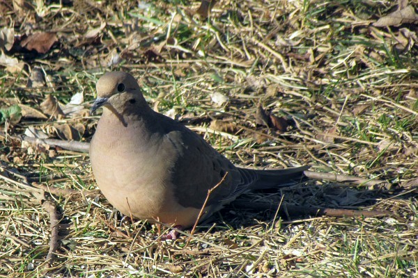 Mourning Dove