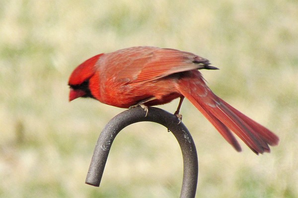 Male Cardinal