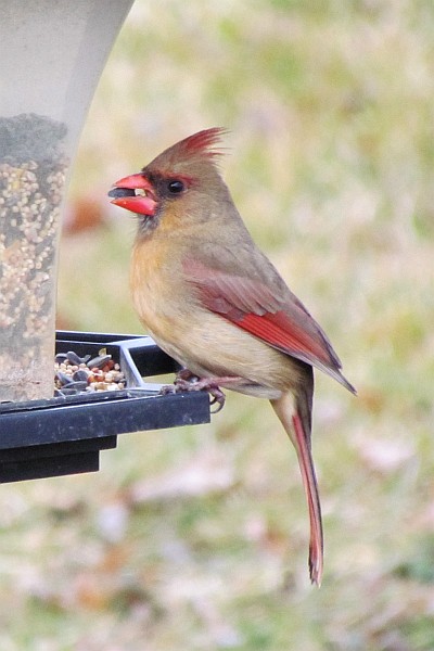 Female Cardinal