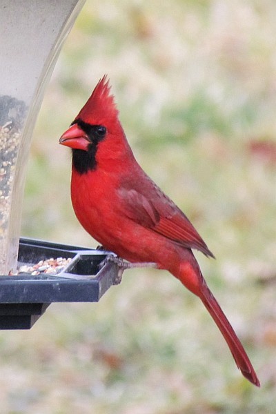 Male Cardinal