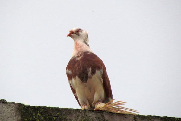 a pigeon in Lezhe, Abania, across the street from our apartment