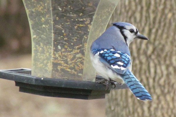 Blue Jay at feeder