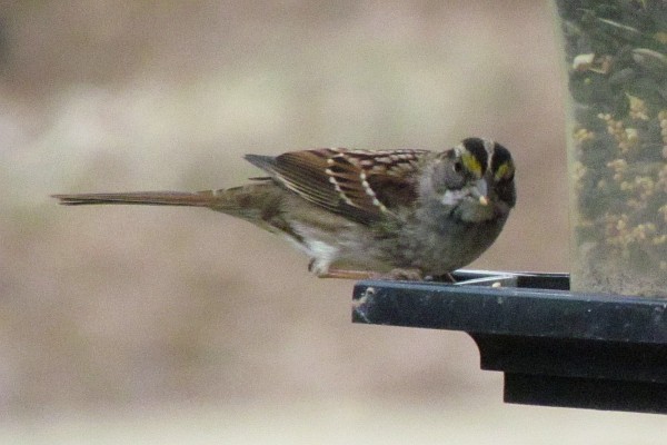 White-throated Sparrow