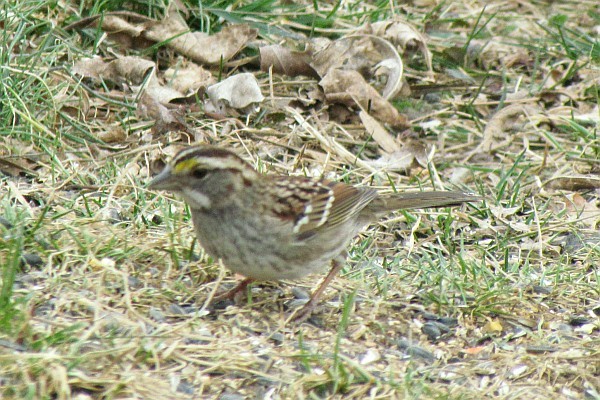 White-throated Sparrow