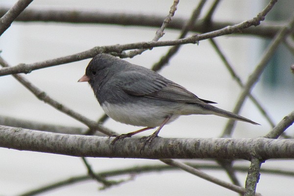 staying warm while roosting in a tree