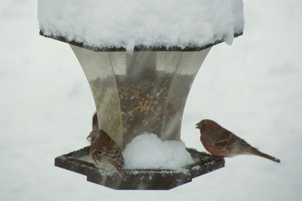 at a bird feeder during a snow storm