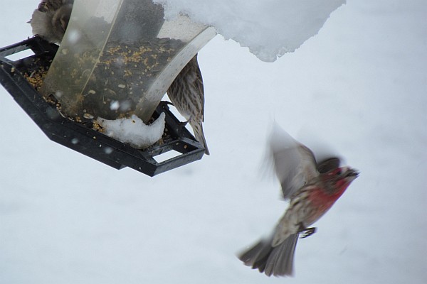 House Finch in flight