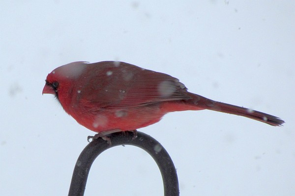 Cardinal in a anow storm