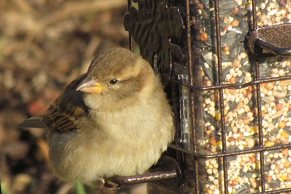 a female House Sparrow at our feeder