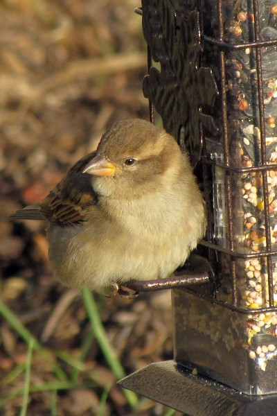 a female house sparrow outside of our apartment in Harrisonburg, VA, USA