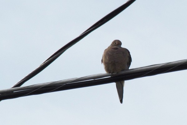 a mourning dove on the wires above the street