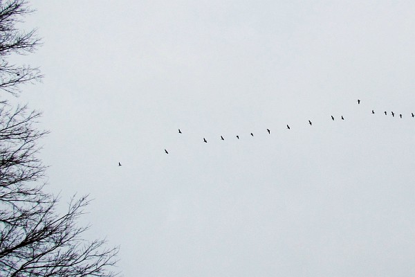 Canada geese flying overheqad, Landisville, PA, USA