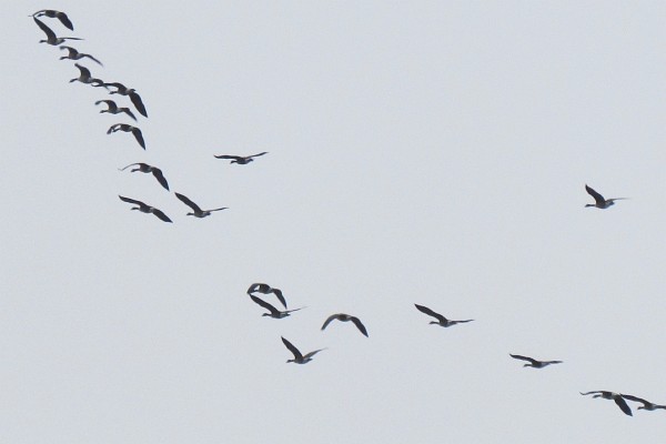 a close up of the flying Canada geese
