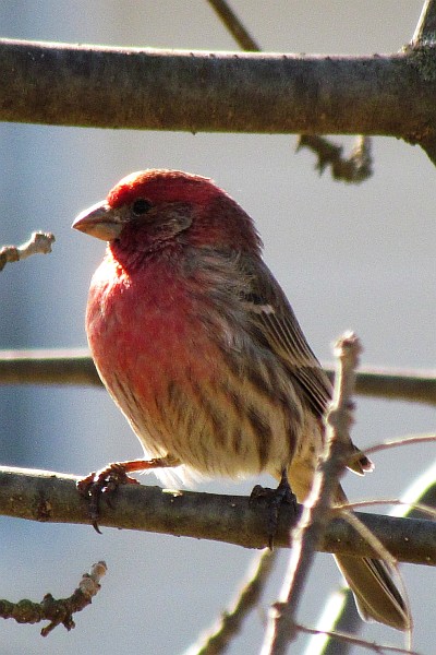 Male Hourse Finch