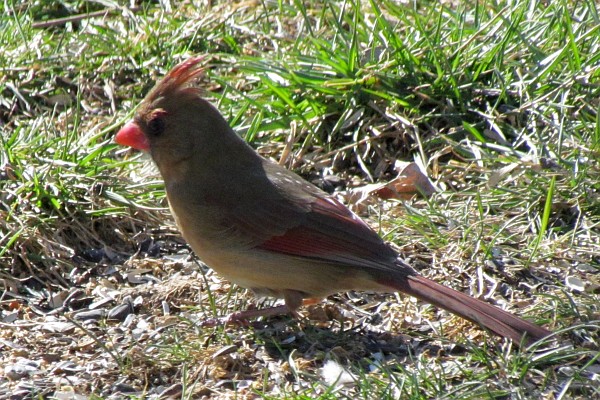 Female Cardinal