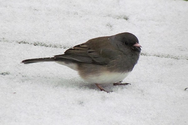 Junco in snow